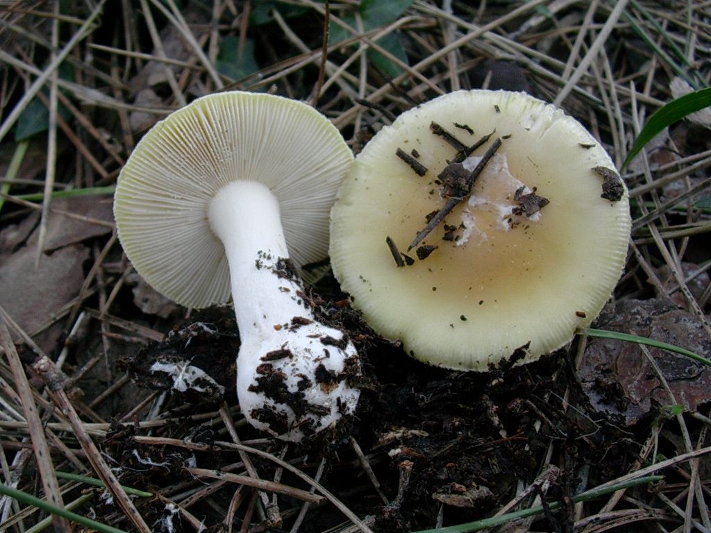 1874 Gennaio vecchio ritrovamento